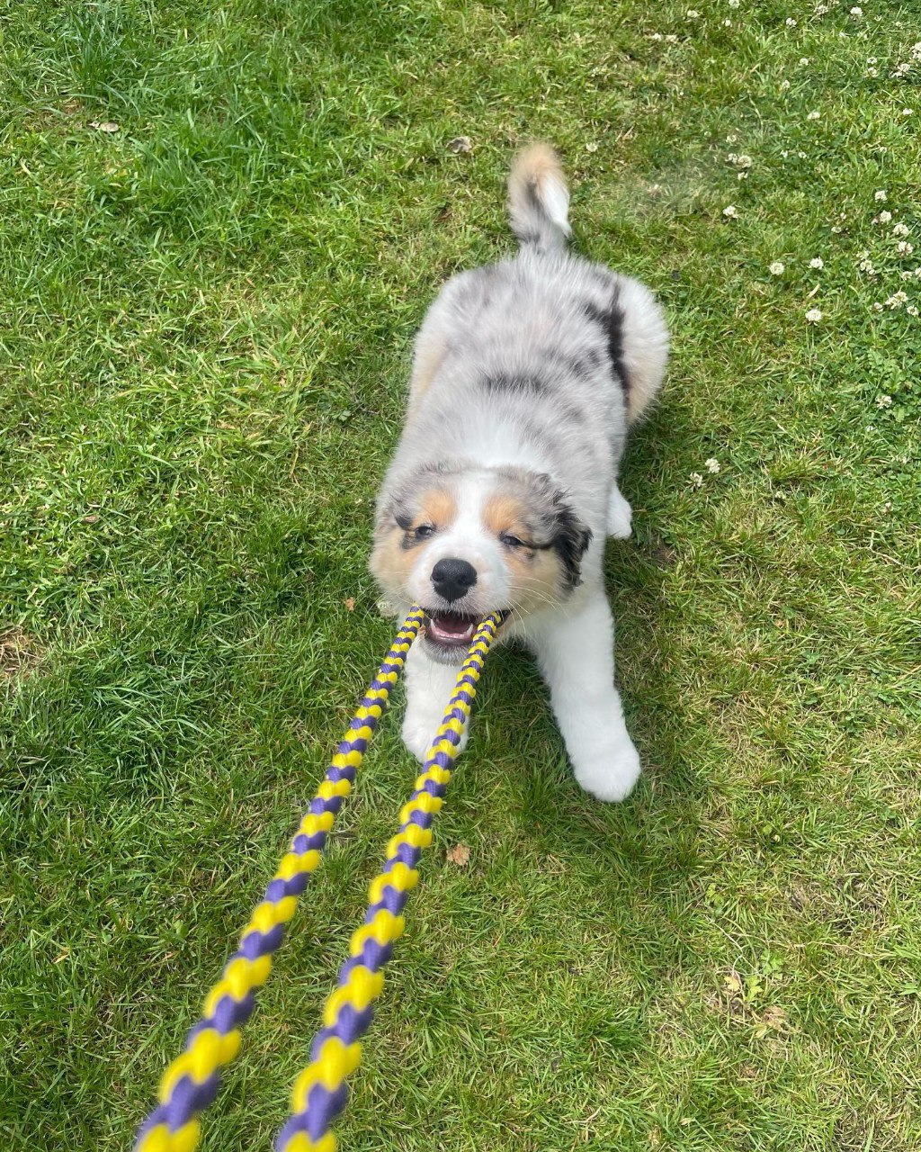 Agi - Australian Shepherd Puppy